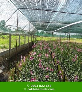 Cách chọn mua lưới che nắng cho lan đúng cách